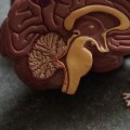 Understanding Neurodivergence: What is it and How Does it Impact People?